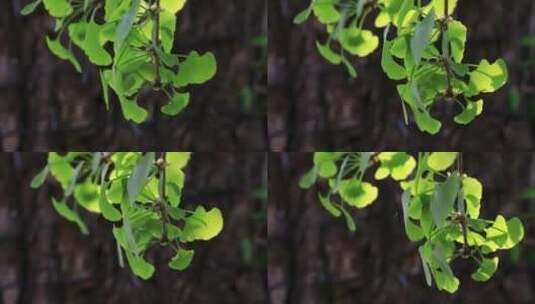 秋天阳光银杏树叶逆光空镜高清在线视频素材下载
