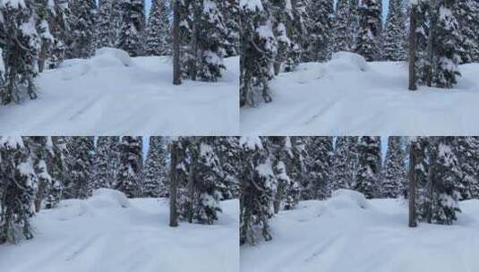 在森林里滑雪的男人高清在线视频素材下载
