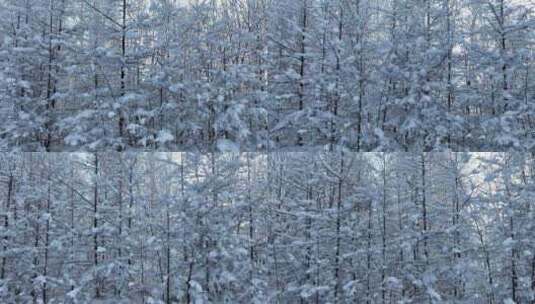极寒天气大兴安岭岭上松林雪林树枝挂雪高清在线视频素材下载