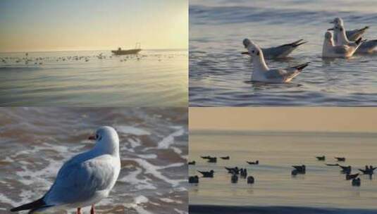 日出大海海鸥高清在线视频素材下载