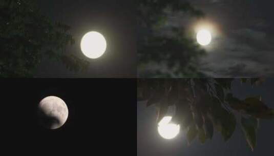 十五的夜晚圆月挂在树梢高清在线视频素材下载
