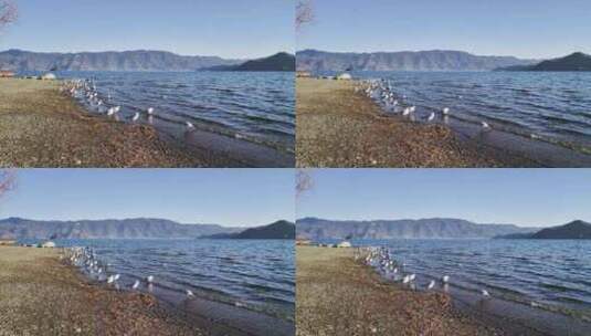 湖边海鸥泸沽湖高清在线视频素材下载