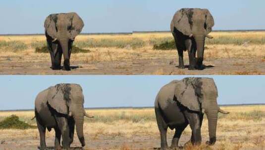 大象在乔贝，博茨瓦纳，非洲野生动物狩猎。高清在线视频素材下载