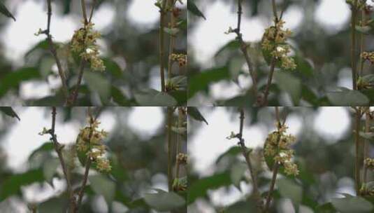 桂花 桂树 桂花香高清在线视频素材下载