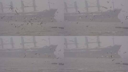山东威海布鲁威斯海湾看大船喂海鸥游客高清在线视频素材下载