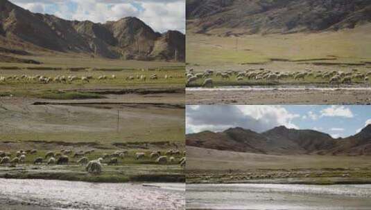 羊群大草原吃草放牧业高清在线视频素材下载