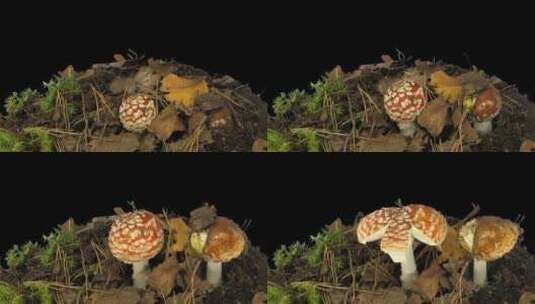 蘑菇破土生长过程延时高清在线视频素材下载