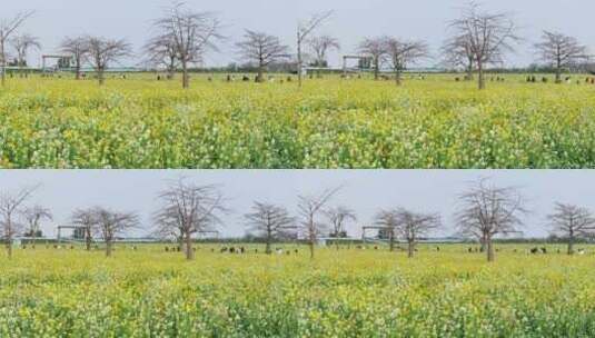 中国广东省广州市南沙区东涌油菜花高清在线视频素材下载