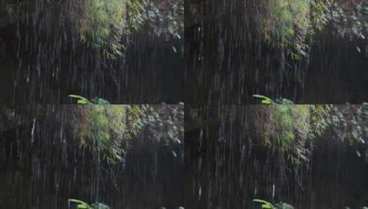 水滴滴水叶子叶片高清在线视频素材下载