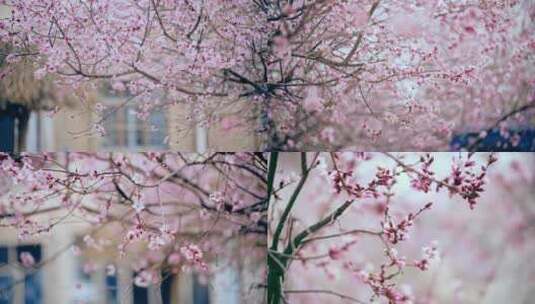 春天春暖花开杏花桃花盛开特写合集高清在线视频素材下载