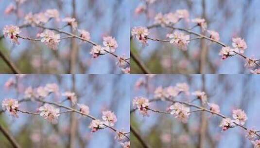 春天盛开的粉色桃花碧桃花朵特写高清在线视频素材下载