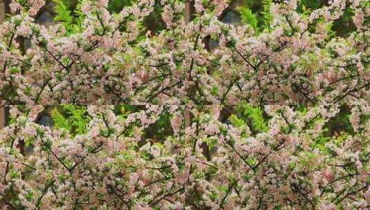 春天植物素材，微风中盛开的海棠花高清在线视频素材下载