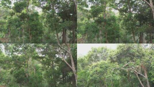 树林树林山林高清在线视频素材下载