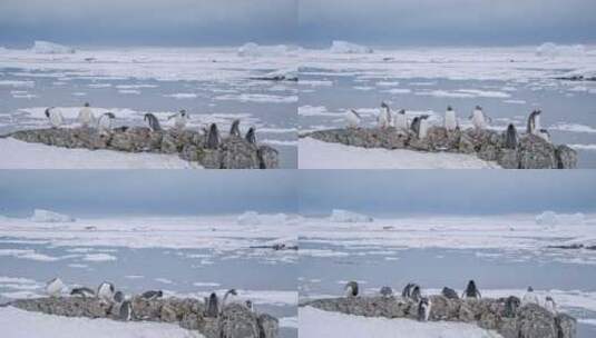 南极洲海上巴布亚企鹅野生生活的时间推移。高清在线视频素材下载