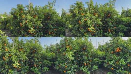 沃柑橘子树果实果园高清在线视频素材下载