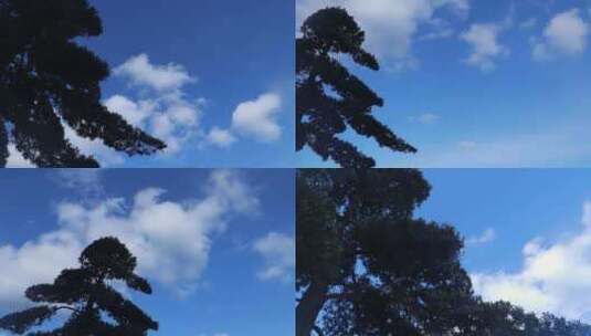 松树蓝天白云高清在线视频素材下载