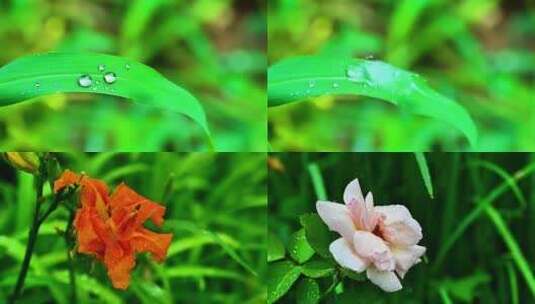 下雨雨滴滴落在绿色叶片花瓣上晶莹水珠露水高清在线视频素材下载