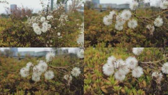 秋天蒲公英植物实拍高清在线视频素材下载