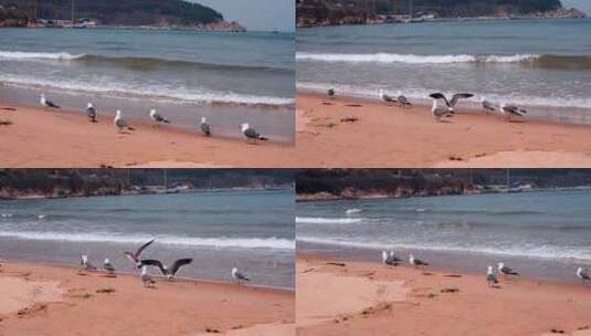 海滩沙滩上的海鸥高清在线视频素材下载