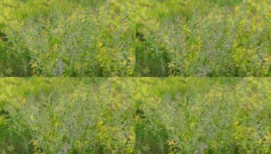 野草园林绿植花花草草高清在线视频素材下载