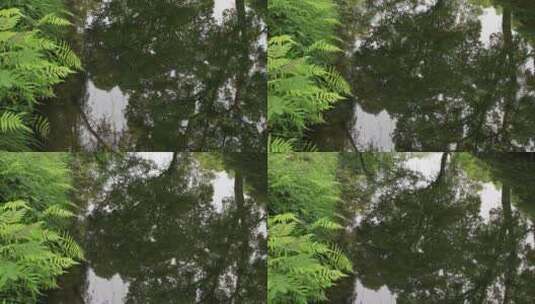 夏天拙政园自然风光高清在线视频素材下载