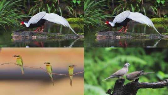 鸟森林阳光生态、南岭生态环境9种鸟合集高清在线视频素材下载