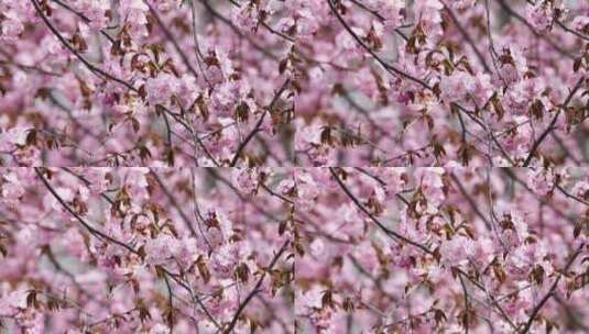 粉色的樱花高清在线视频素材下载