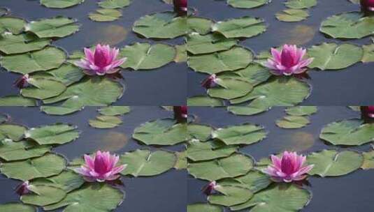 夏天池塘里盛开的睡莲在水流下摇动唯美高清在线视频素材下载