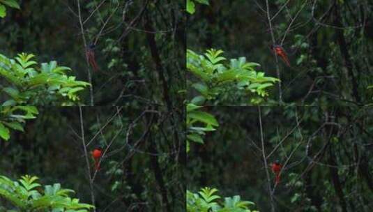 赤红山椒鸟、漂亮的山椒鸟高清在线视频素材下载