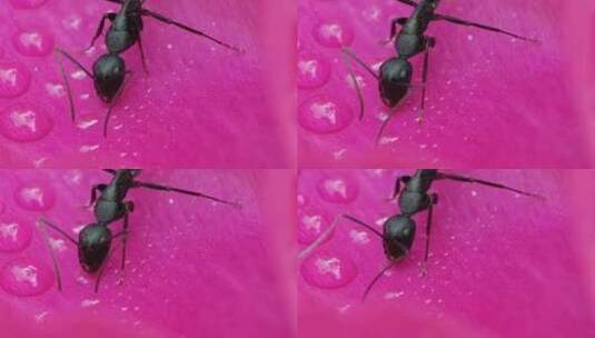 大头黑蚂蚁在露珠的花瓣上觅食爬行高清在线视频素材下载