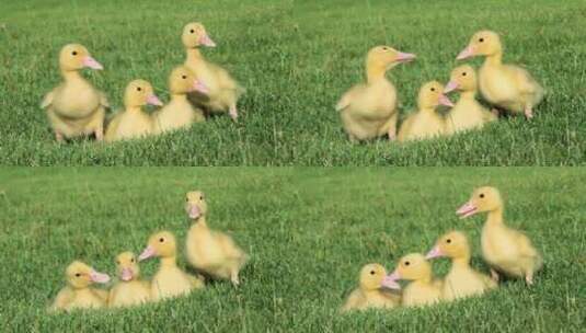 草地上的四只小鸭子高清在线视频素材下载