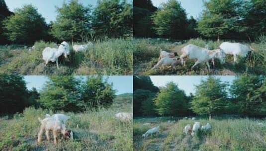 草原上羊吃草全景近景特写高清在线视频素材下载