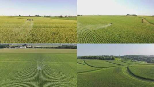 无人机喷洒农药智慧农业稻田高清在线视频素材下载