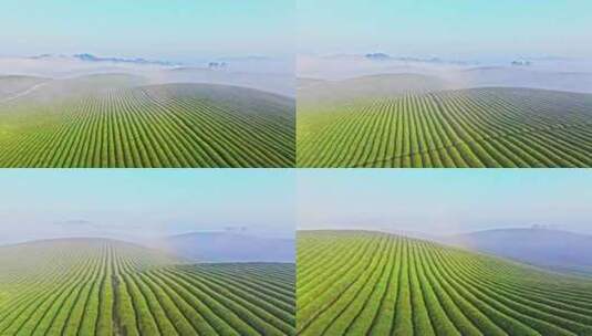 贵州遵义湄潭中国茶海高清在线视频素材下载