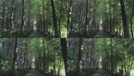 夏天阳光茂密的树林高清在线视频素材下载