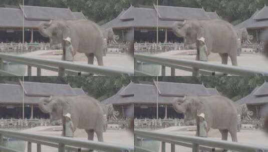 云南西双版纳野象谷大象高清在线视频素材下载