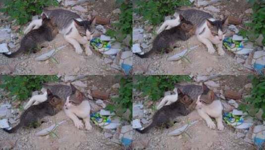 自然动物灰猫流浪猫高清在线视频素材下载