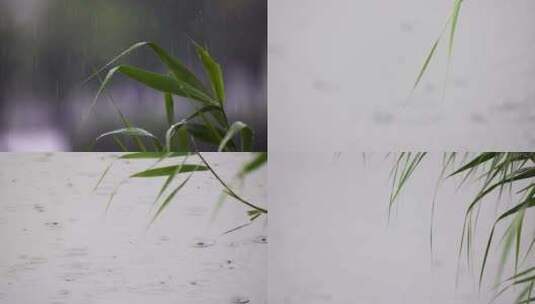 夏天下雨雨滴雨打芦苇叶合集高清在线视频素材下载