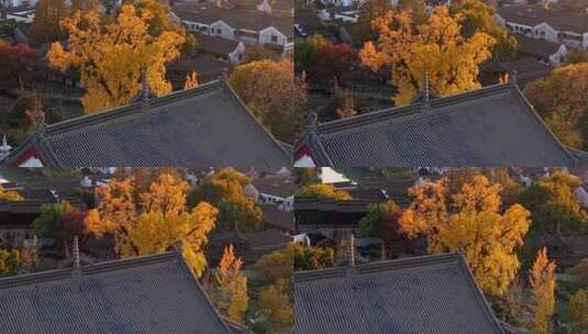 浙江嘉兴梅花洲石佛寺千年银杏航拍高清在线视频素材下载