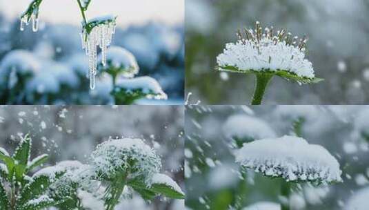 唯美冬季 飘雪 花朵 植物特写雪景 (5)高清在线视频素材下载