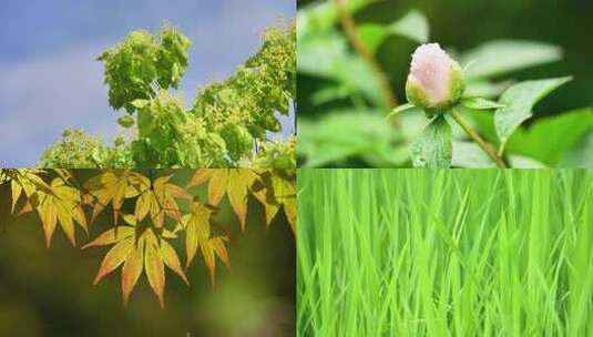 夏日小清晰花草绿植高清在线视频素材下载