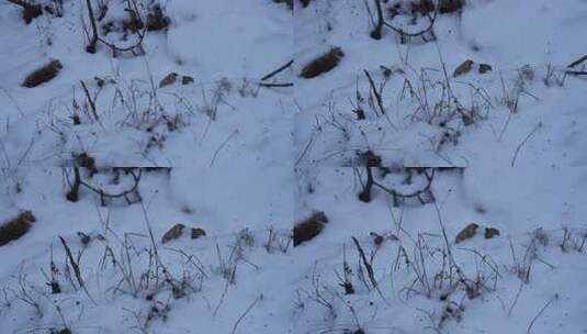 冬天 冬季 寒冷 凄凉 冷漠高清在线视频素材下载