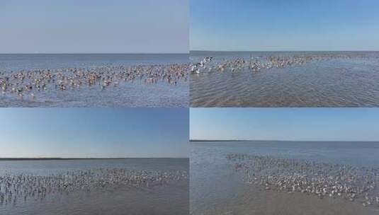 湿地鸟浪候鸟迁徙高清在线视频素材下载