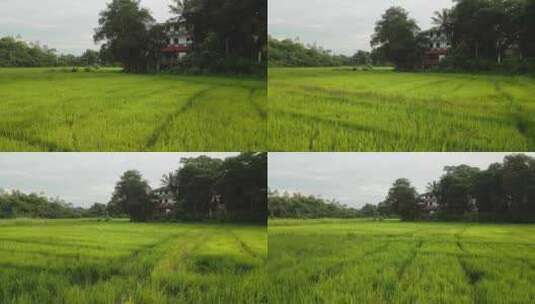 水稻，水稻，种植园，田地高清在线视频素材下载
