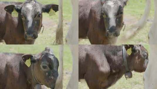 小牛、奶牛、苍蝇、草高清在线视频素材下载