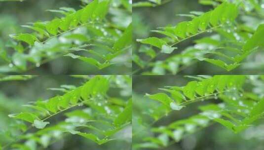 雨滴从绿色植物上落下唯美素材高清在线视频素材下载