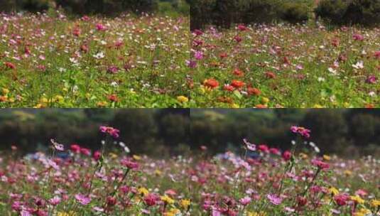 格桑花、花海高清在线视频素材下载