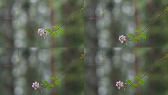 秋天白露节气雨中的紫薇花高清在线视频素材下载