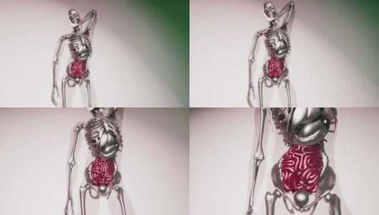具有所有器官和骨骼的人体肠道模型高清在线视频素材下载
