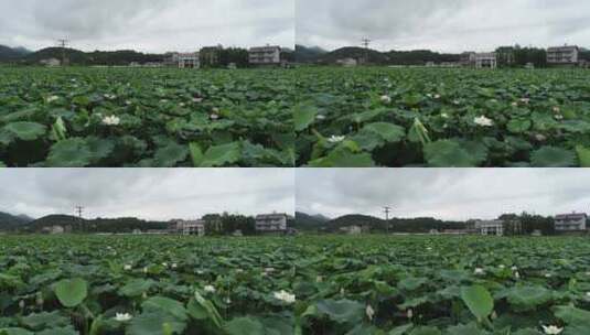 航拍荷花池高清在线视频素材下载